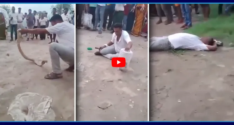 Live Video: పామును పట్టుకోబోయి ప్రాణాలు కోల్పోయిన స్నేక్ క్యాచర్