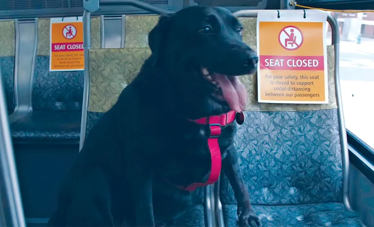 Is this the SMARTEST DOG in the World?