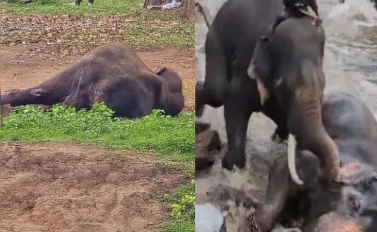 Day After Tourist tragedy Elephant That Trampled On Her Dies In Karnataka1