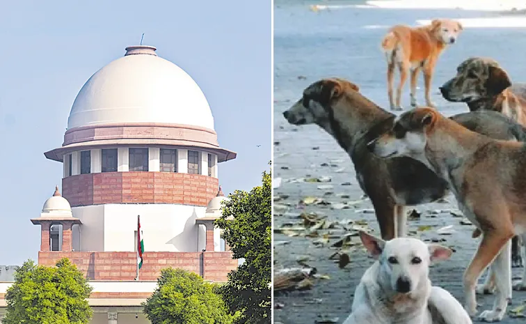 Supreme Court Refuses To Recall Stray Dogs Removal Order1