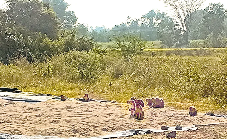 Monkey Groups Destruction in Farm Fields in Telangana