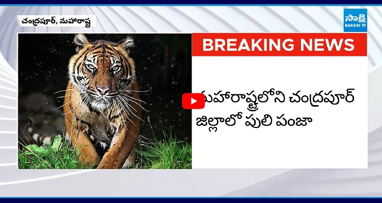 మహిళలపై పులి దాడి.. అక్కడికక్కడే నలుగురు మృతి