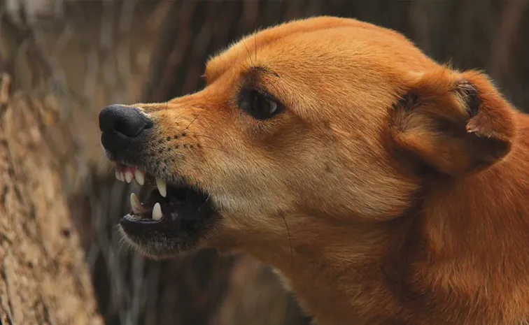 7 year old boy dies following a dog bite At Jogulamba Gadwal District