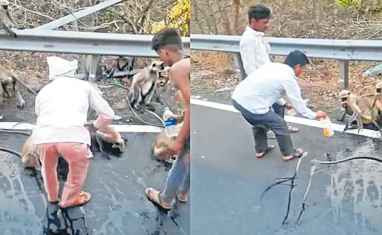 Thirsty monkey stopped a moving state transport bus
