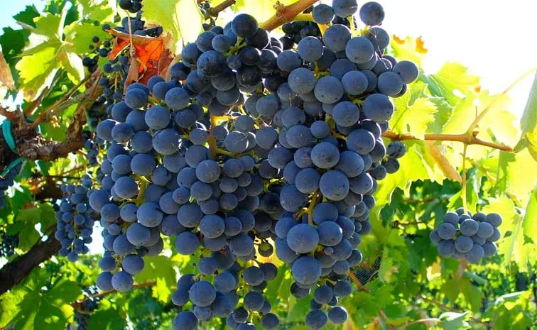 Sagubadi: Wild Grapes Information and Facts