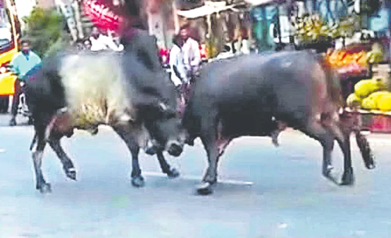 సయ్యంటే సై అన్న ఎద్దులు.. జనాల్లో భయం..!
