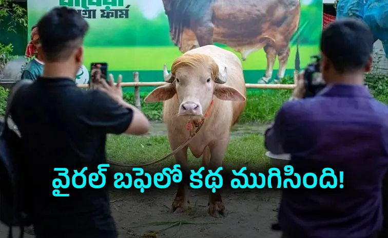 ట్రంప్‌లా కనిపించిన గేదె.. పాపం!