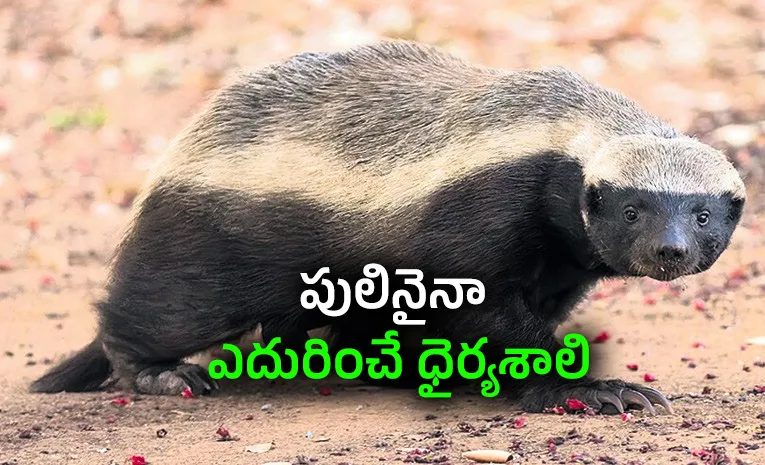 Rare Honey Badger Spotted In Papikonda Sanctuary