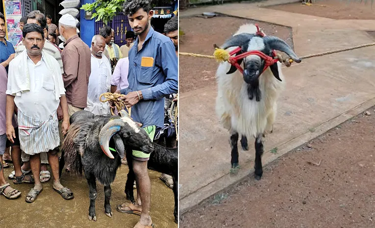 Fifty Thousand sheep Bakrid Festival