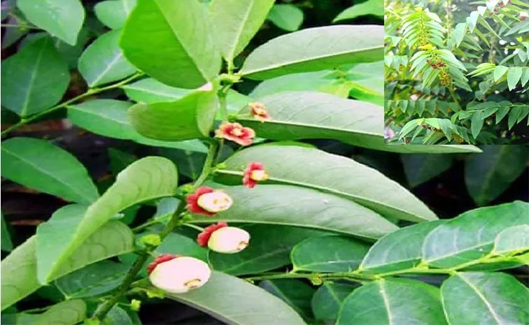 Health Benefits: Chakramuni or the multivitamin plant
