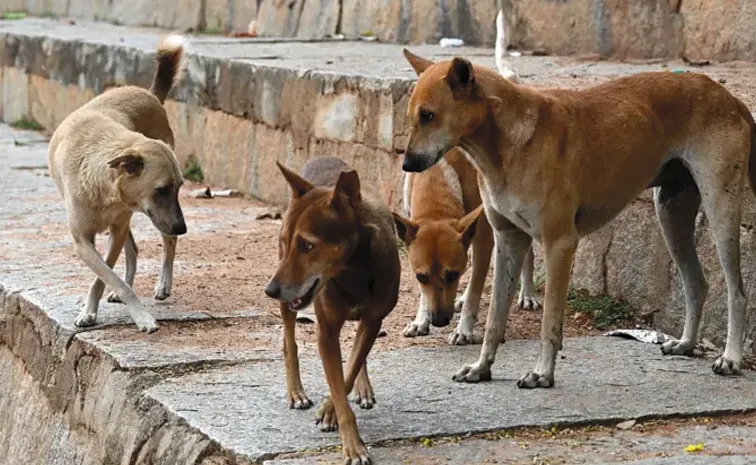 Woman dies after street dog attack in Bhadradri Kothagudem: Telangana