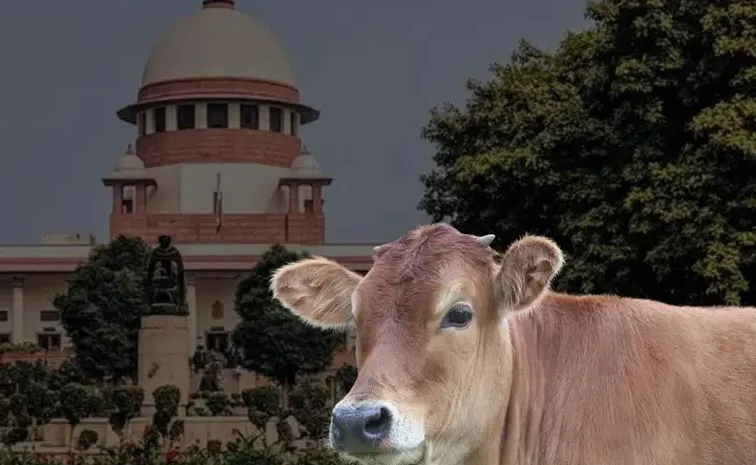 Supreme Court Rejects Urgent Plea on Anti Cow Slaughter Law Ahead of Bakrid