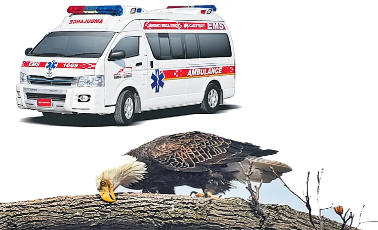 Strange And New Things About Ambulances And Eagles
