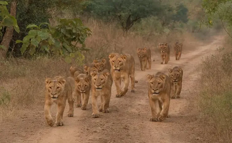 Five lions die in Gujarat