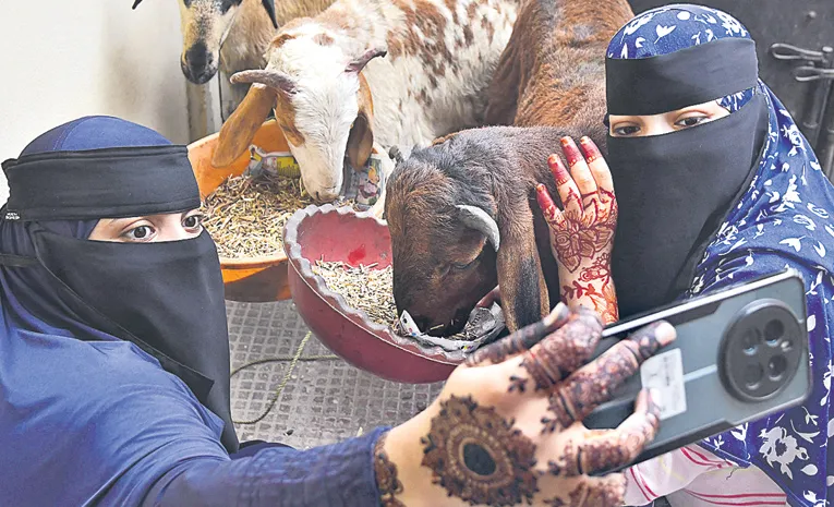 Bakrid Buzz: Young Women Click Selfies with Rams in Old City