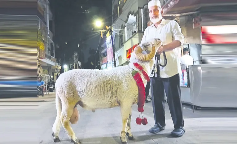 125 KGS weight sheep Bakrid