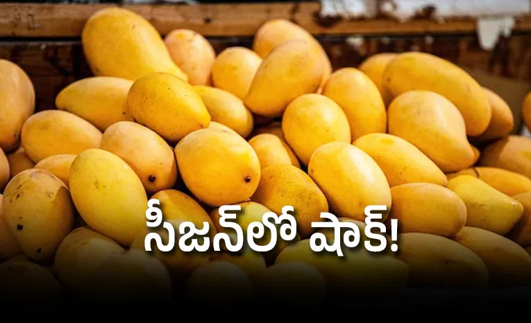 Japan bans Indian mangoes again after 20 years check details