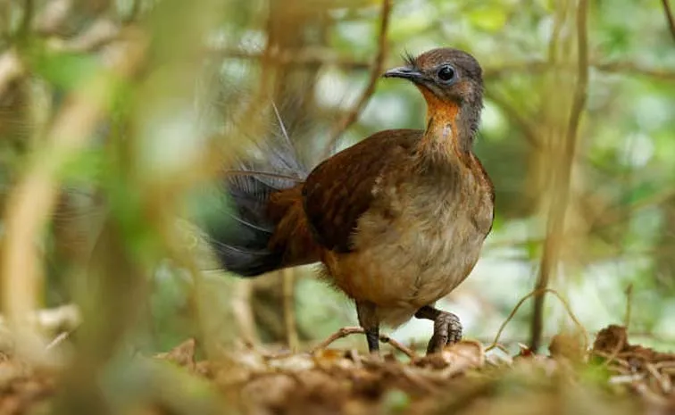 The Strange Mimicry Sounds Made By The Lyrebird