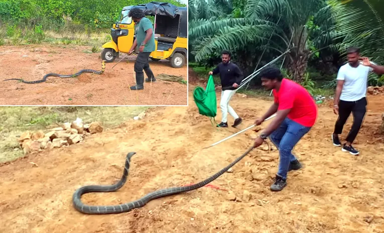 wild venkat Catch Massive King Cobra in a Daring Rescue!3