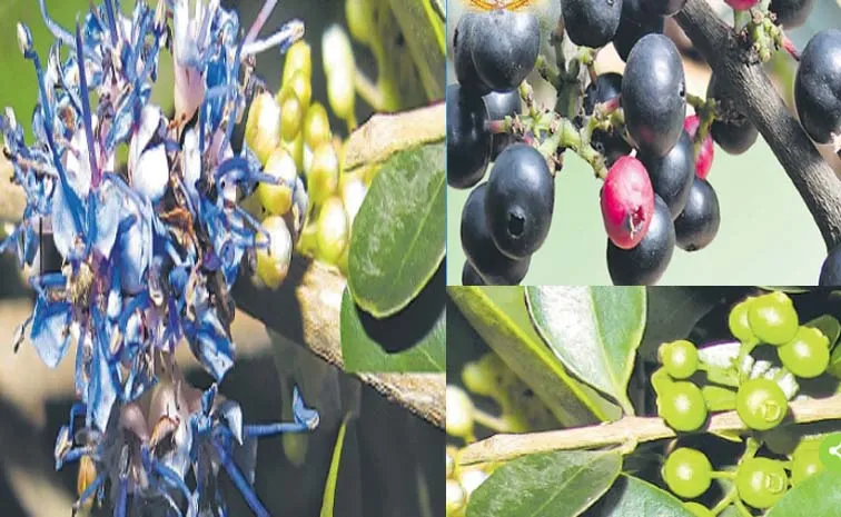 Sagubadi Nutritional Benefits of Alli Pandu