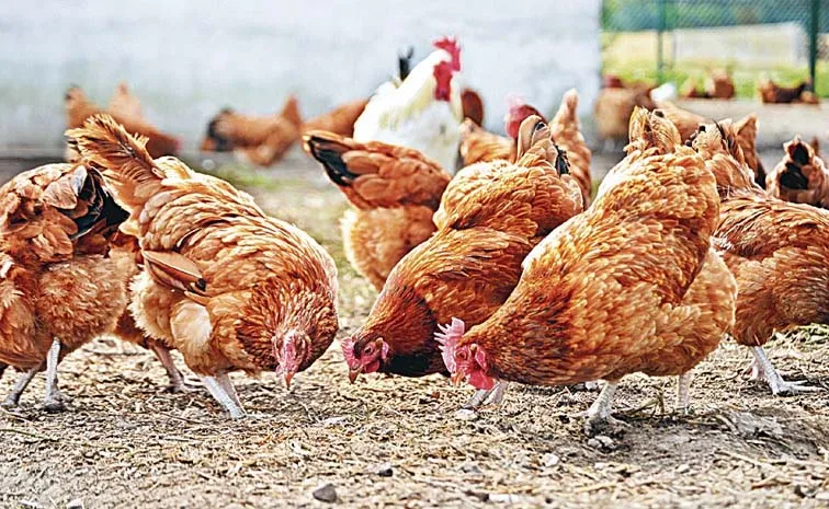 Eradicating Bacteria In Chickens With Grape Wasteage