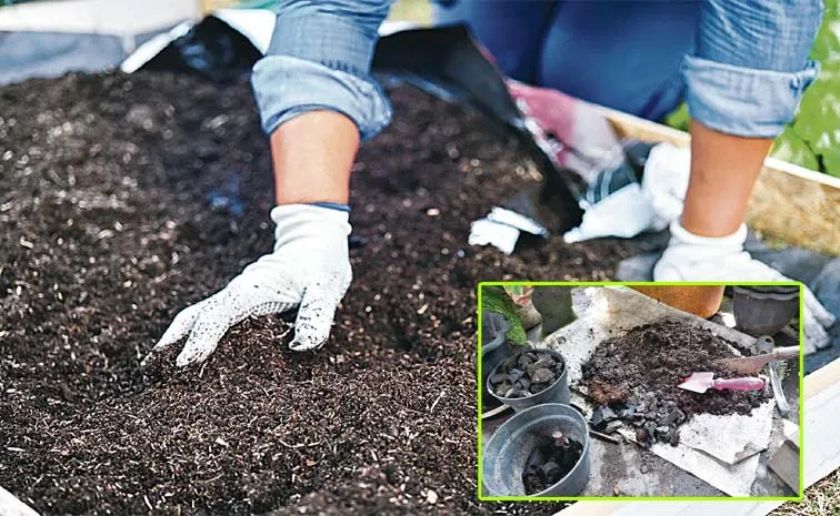 Sagubadi How To Teplace Old Soil And Manure