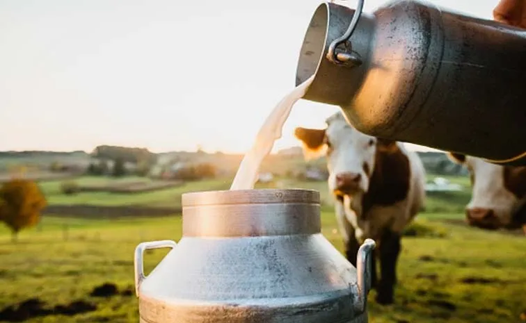 White Revolution: How Dairy Milk Has Improved 