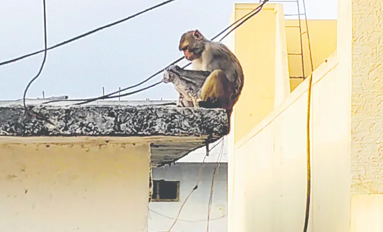 వామ్మో ఎన్ని పేలో..  నేను తీసేస్తాలే    