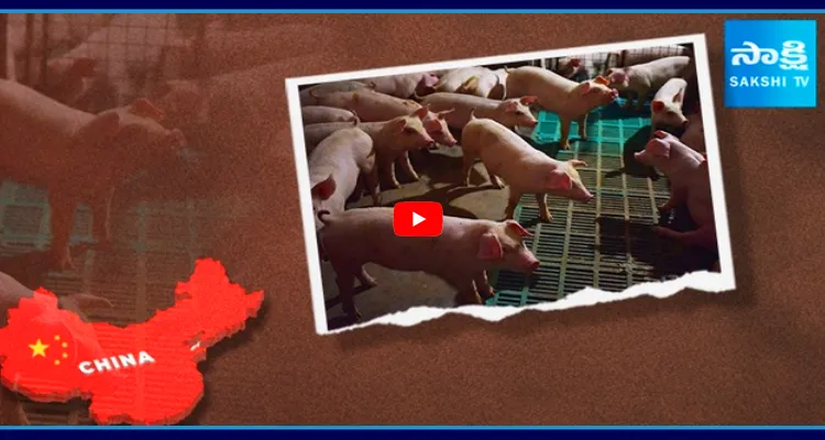 చైనాలో పంది మాంసం సంక్షోభం.. 16 ఏళ్ల కష్టం వృధా..