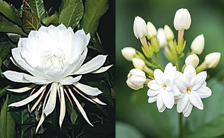 కొన్ని పూలకే వాసనెందుకు?