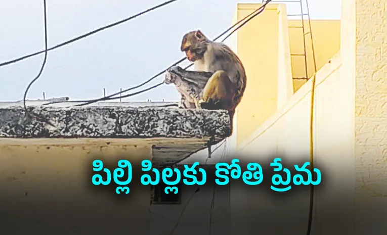 monkey mothers kitten in rare dharur incident