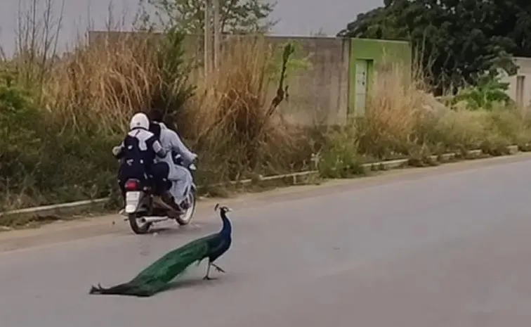 Peacock Plucking Incident Sparks Outrage: Humanity Hits New Low