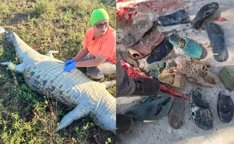 dangerous operation Missing businessman remains found in crocodile 1