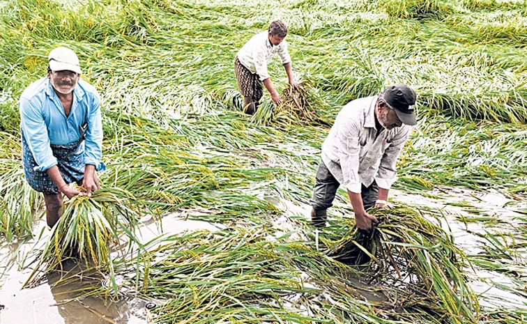 Cyclone Montha Crop Damage Compensation not yet been received in andhra pradesh