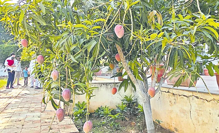 Rs. 3 lakh per kg mango In Rangareddy