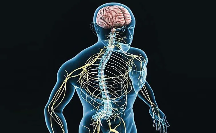 The Human Nervous System Travel Speed Of 400 Kilometers Per Hour.