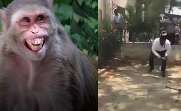 notes rain Rs 500 Monkey snatches bag in UP throws Rs 2 lakh cash in air