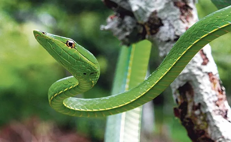 Full Details Of The Green Wine Snake