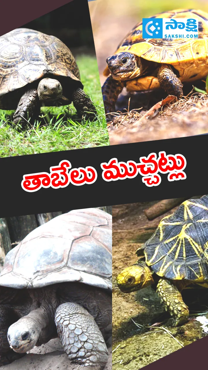 Do You Know Tortoise Facts