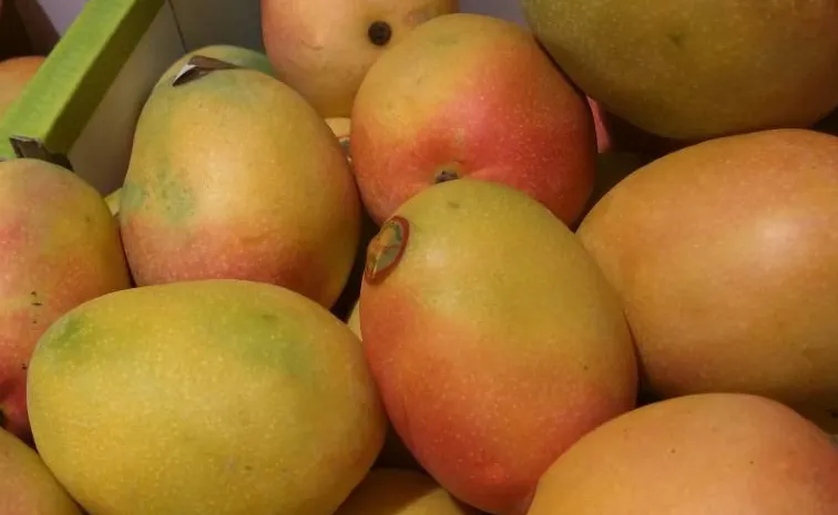 Nepal also bans Indian mangoes After Japan 