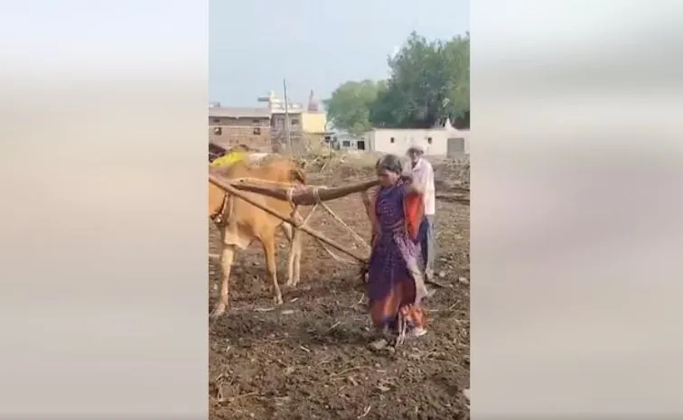  After viral video shows farmers wife pulling plow