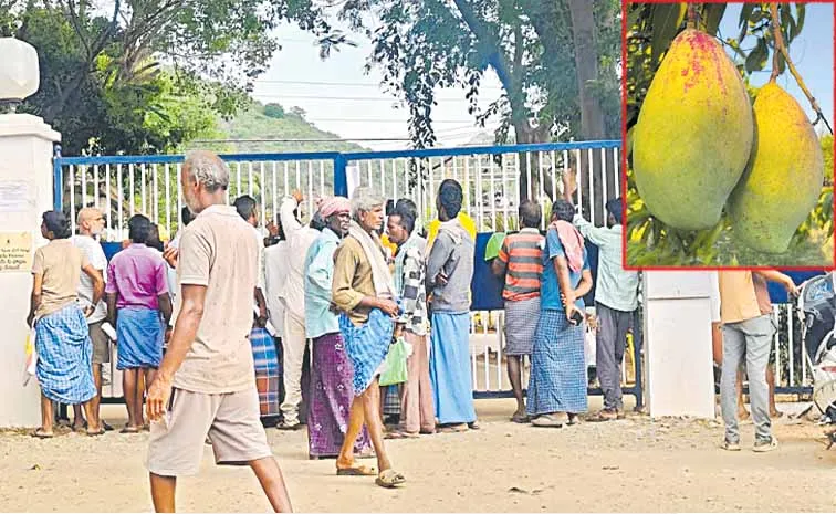 Mango farmers are deeply worried about not getting support price in the market