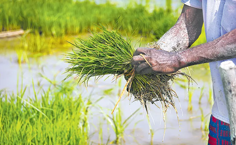 Agriculture Department prepares monsoon plan