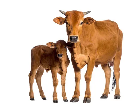 Shocking Incident Of Cow Theft In Secunderabad