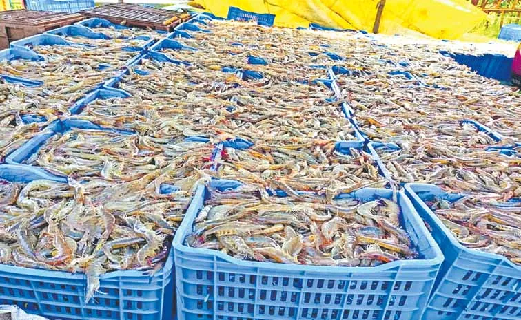 Chandrababu government new moves aim to eliminate subsidized electricity for Aqua