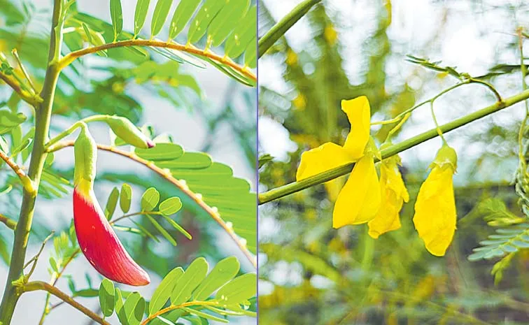 Sagubadi: నేల వైద్యుడు జీలుగ!