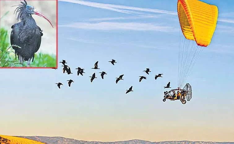 Two female scientists Helena Wehner and Johannes Fritz became foster mothers of Northern Bald Ibis