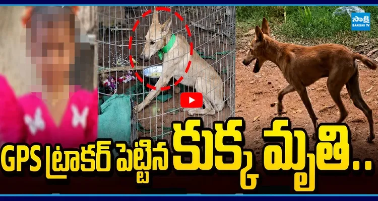 కుక్క మృతి.. అసలు దానికి ఏమైందంటే? ట్విస్ట్..