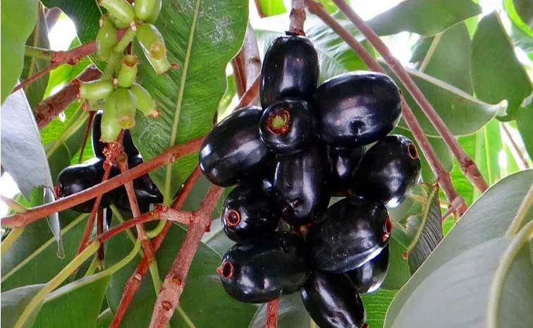 Health tips: Health Benefits of Jamun And Side Effects