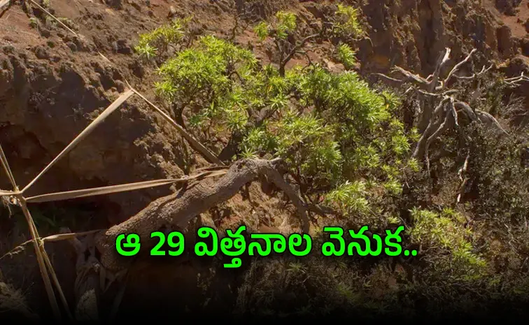 The Last Survivor Scientists Race Against Time to Save Worlds Rarest Tree